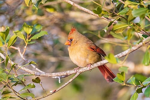 Northern Cardinal female in American Holly tree-Marion County-Illinois Art Print